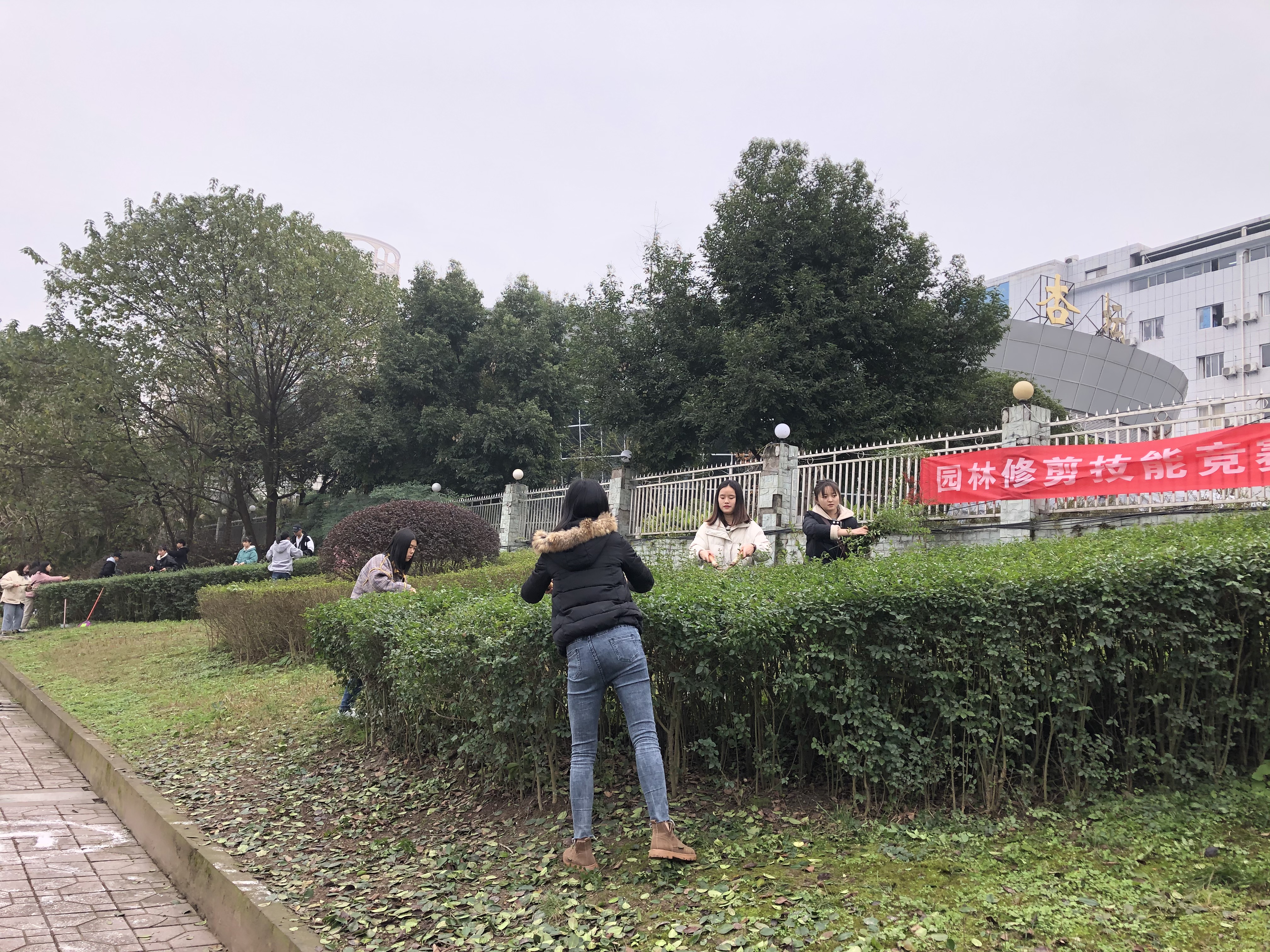 园林修剪竞赛2 园林修剪竞赛2